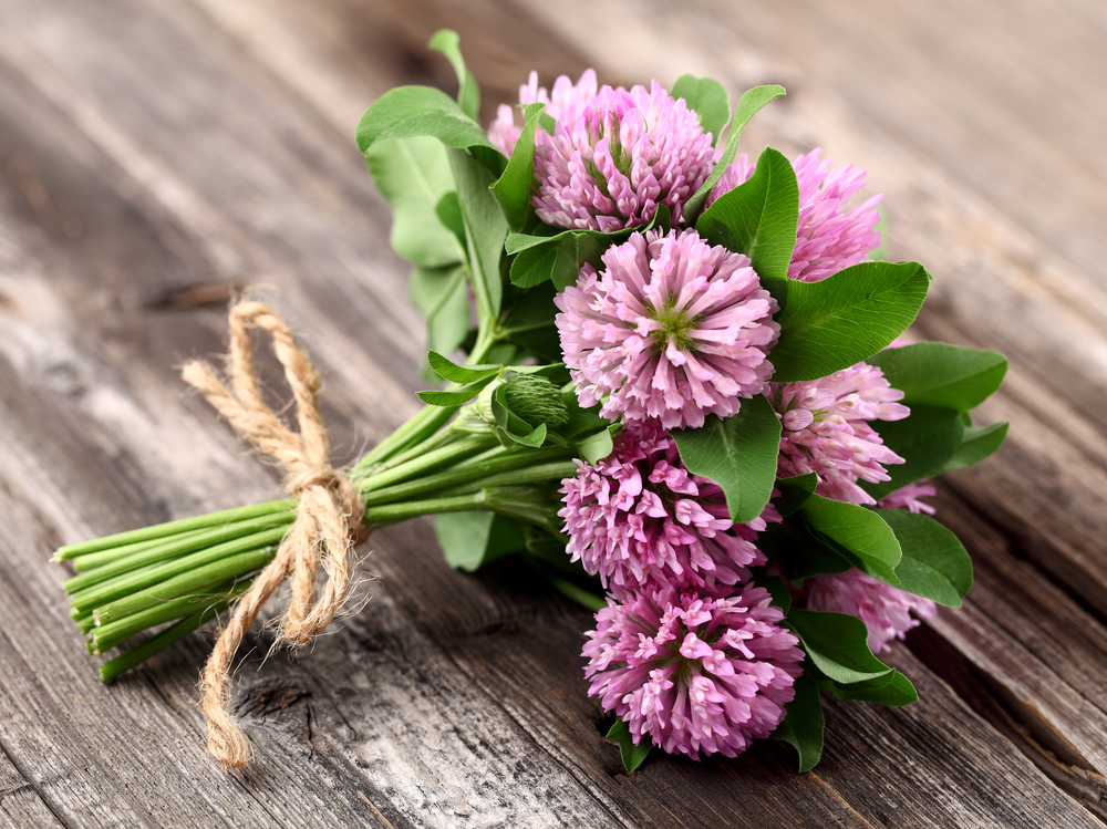 Red Clover is a traditional hormone regulator