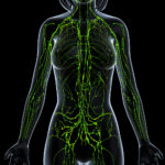 Herbs restore Lymphatic system function